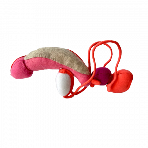 Sistema Sexual Masculino